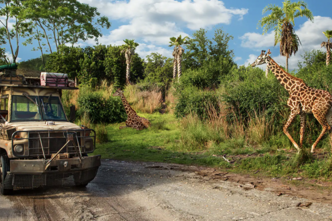un camion roulant à côté de girafes pendant le safari kilimanjaro au parc à thème Disney's Animal Kingdom