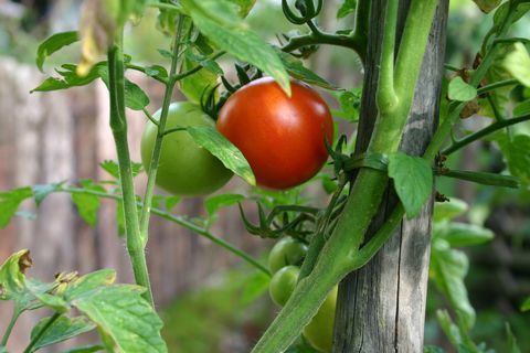 Plante de tomate